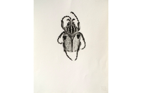escarabajo "Goliat hembra"